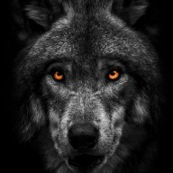 Black_Wolf