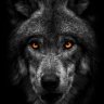 Black_Wolf