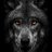 Black_Wolf